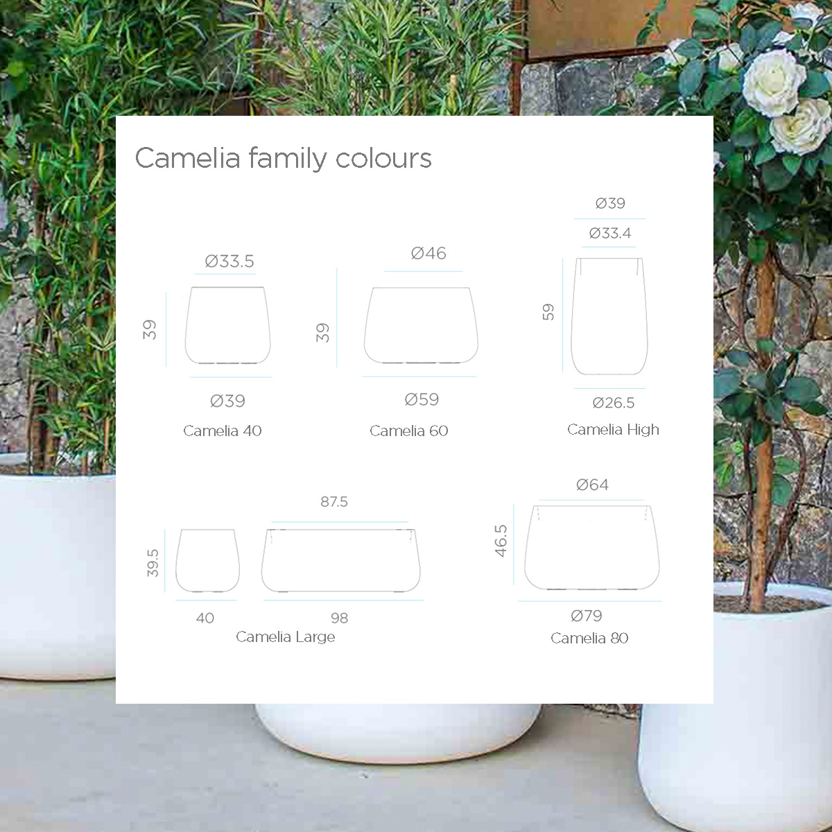 CAMELIA 40 COLORE - immagine 5